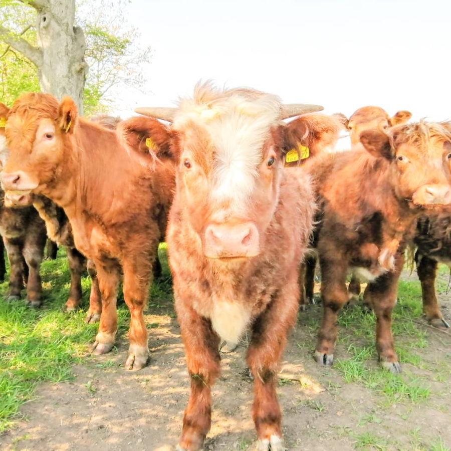 Beautiful cows